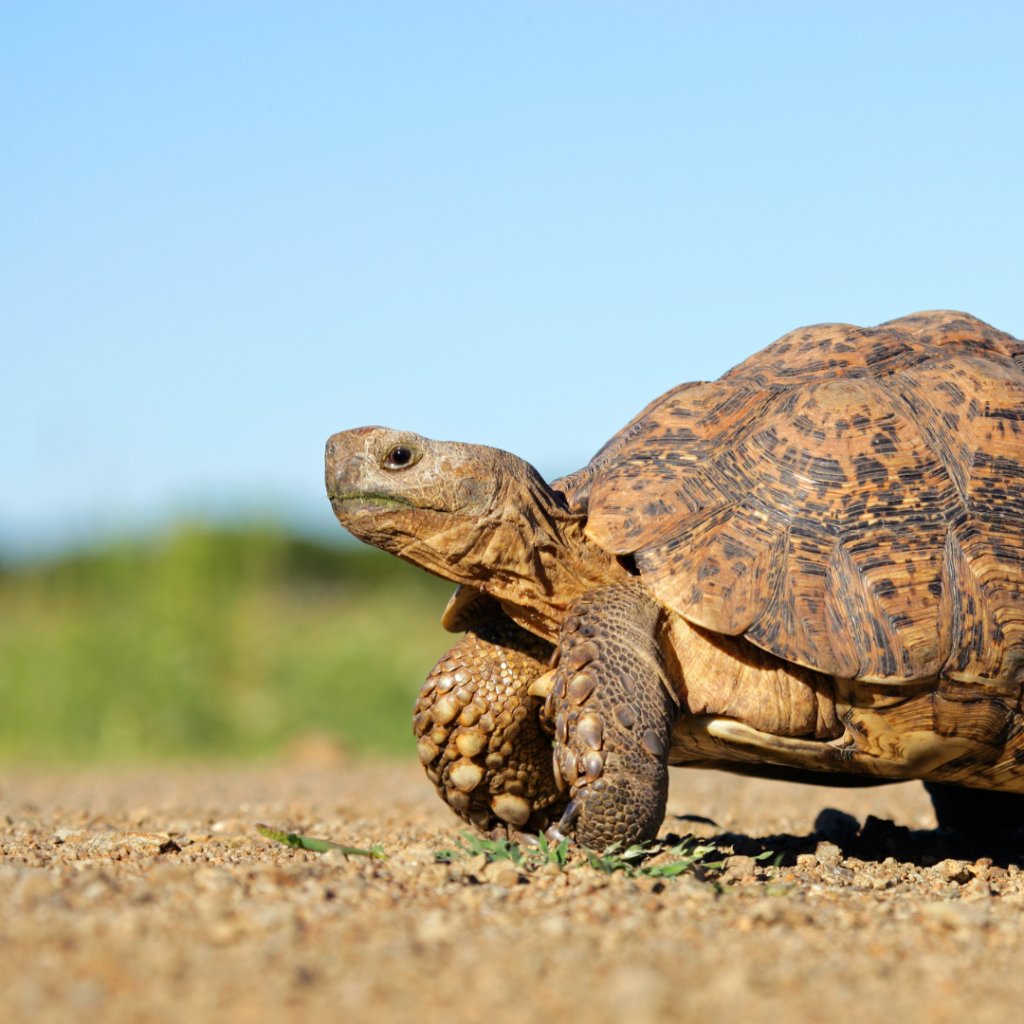 Tortoise